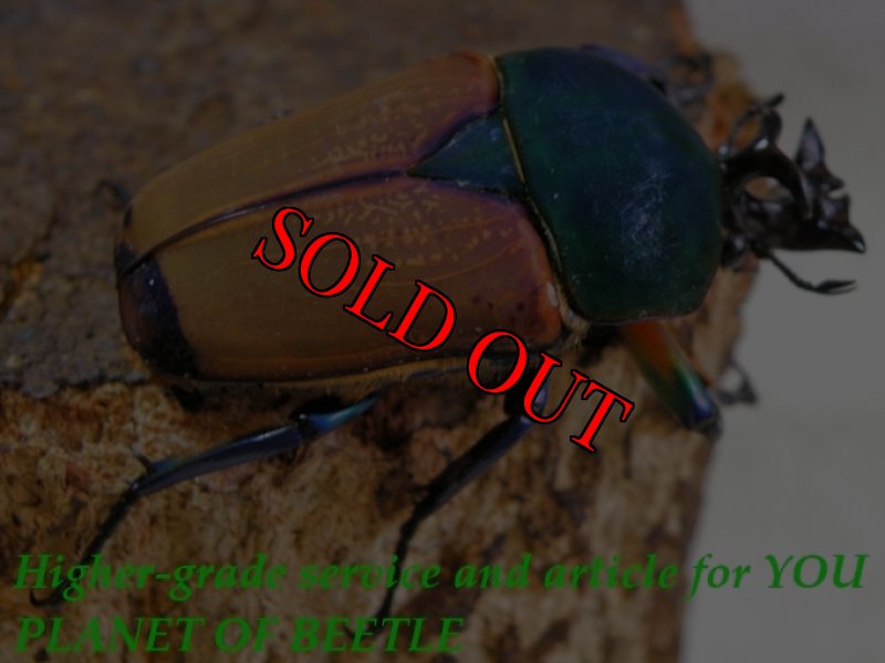 お届けする♂実物です。