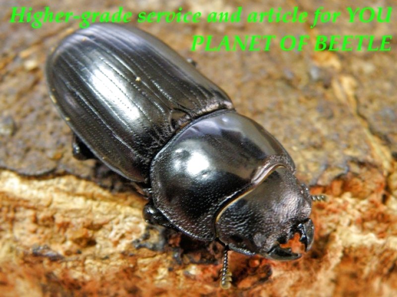 お届けする♀実物です。