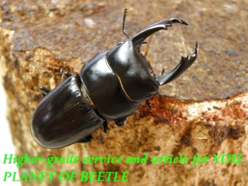 お届けする♂41mm実物です。