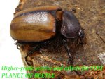 お届けする♀47mm実物です。