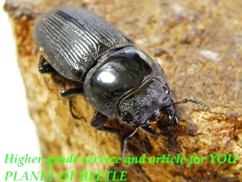 お届けする♀32mm実物です。