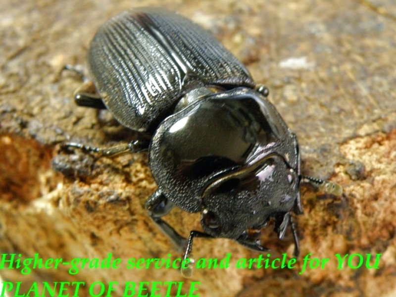 お届けする♀35mm実物です。