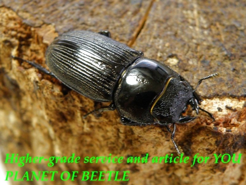 お届けする♀実物です。