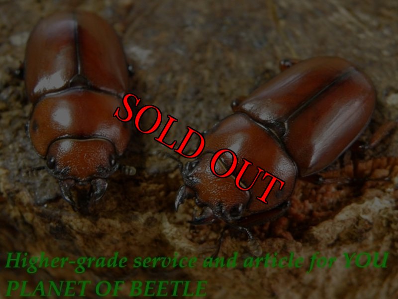 お届けする♀2頭実物です。