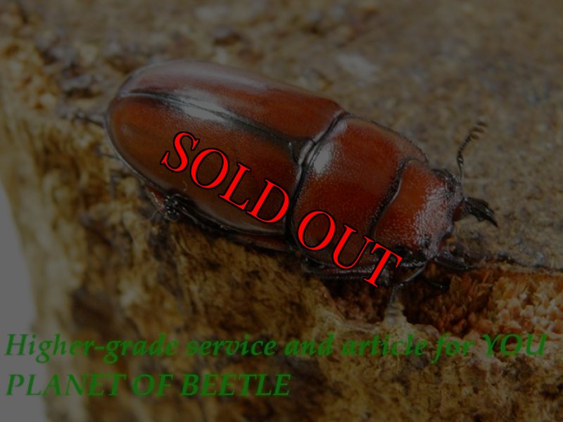 お届けする♀実物です。（新着分）