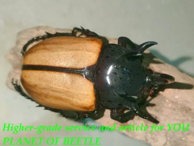 参考♂画像です。