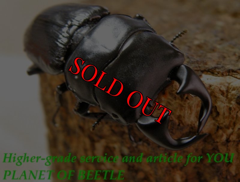 お届けする♂実物です。