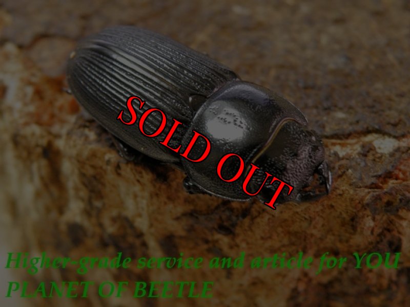 お届けする♀実物です。