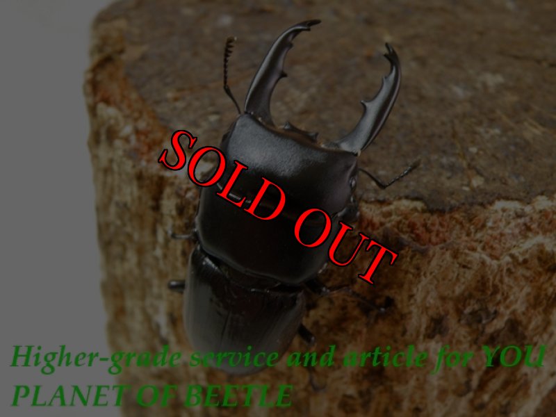 お届けする♂実物です。