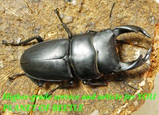 ヘラクレスリッキー♂ 標本　約153㎜　野外品　コロンビア産　詳細データあり。 新着コロンビア便・厳選ヘラクレスリッキー♂120mm♀63mmペア - PLANET