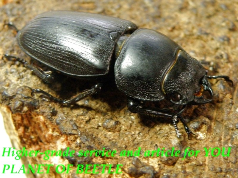 お届けする♀実物です。