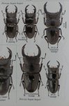 出典：stag beetles of china II