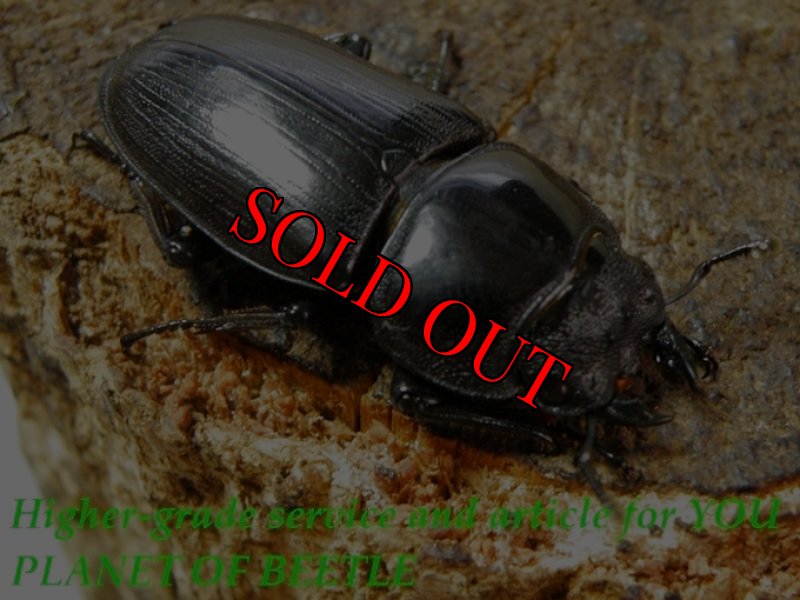 お届けする♀実物です。