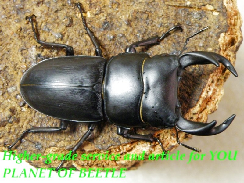 お届けする♂58mm実物です。