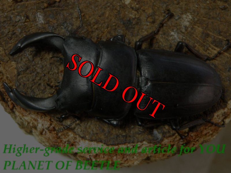 お届けする♂実物です。