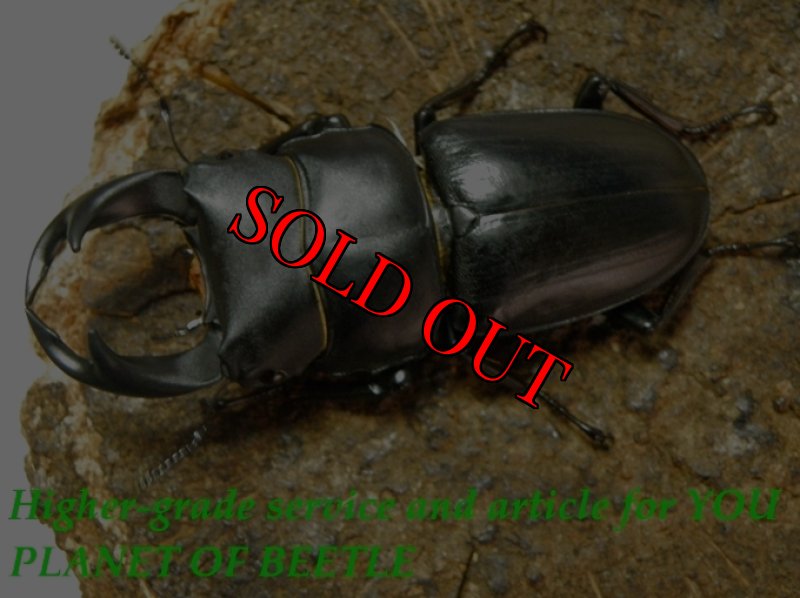 お届けする♂59mm実物です。