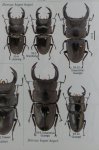 出典：stag beetles of china II