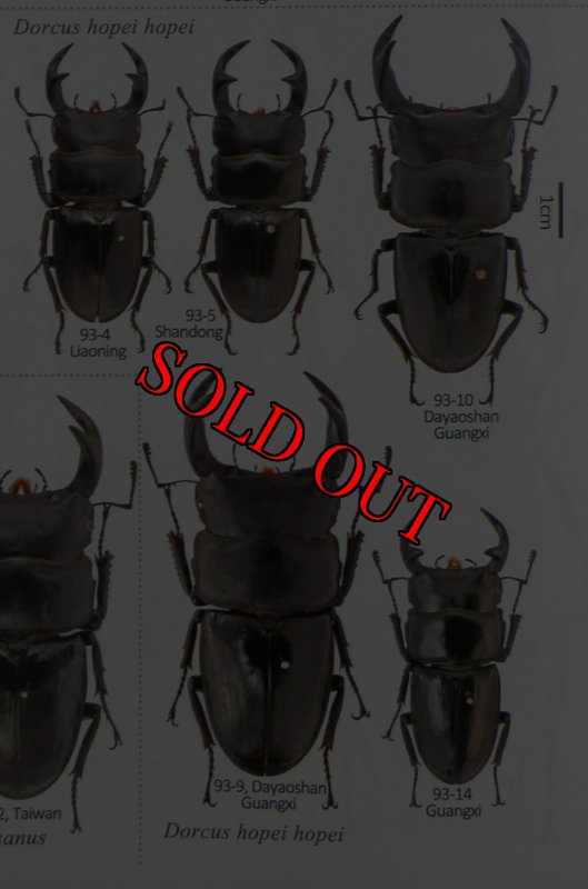 出典：stag beetles of china II