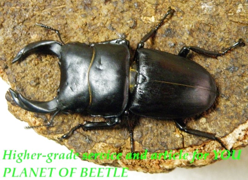 お届けする♂実物です。