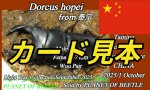 カード見本