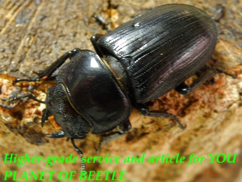 お届けする♀実物です。