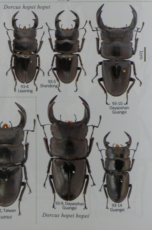 出典：stag beetles of china II