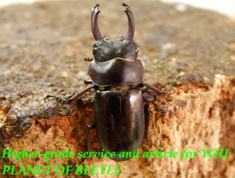 お届けする♂実物です。