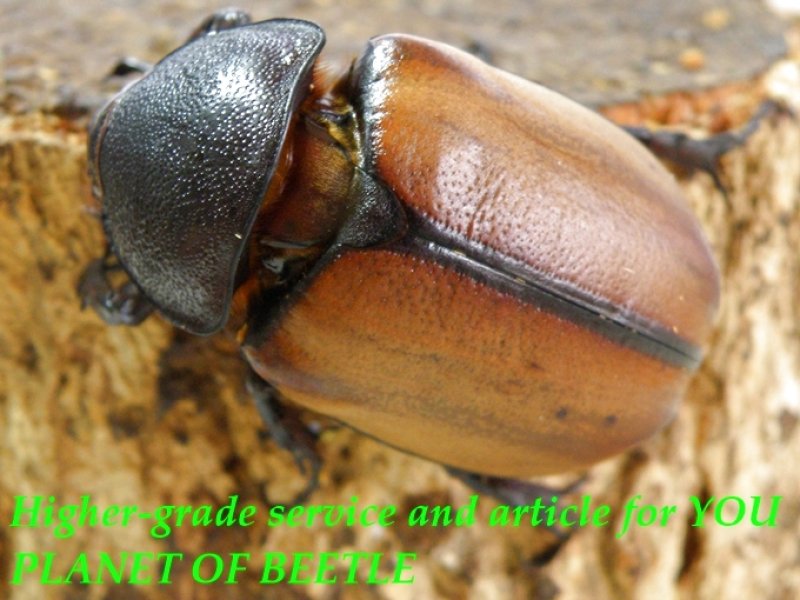 お届けする♀実物です。