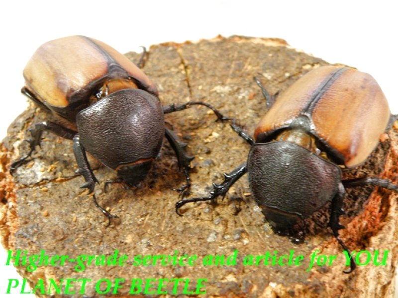 入荷した♀2頭実物です。