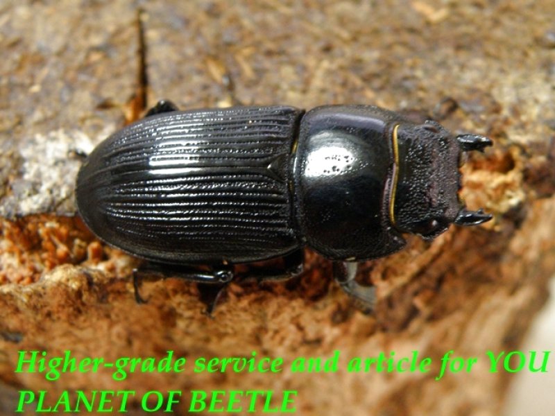 お届けする♀実物です。