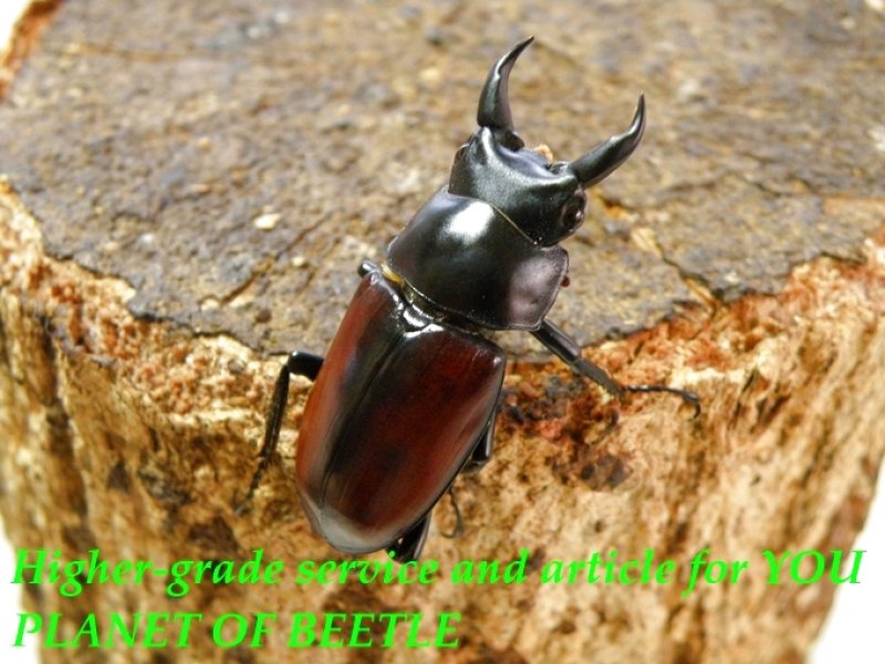 お届けする♂37mm実物です。