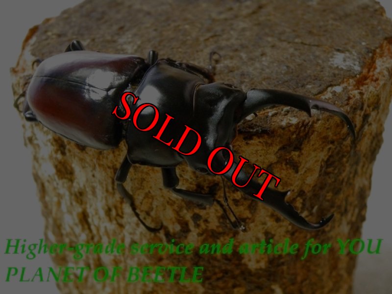 お届けする♂実物です。