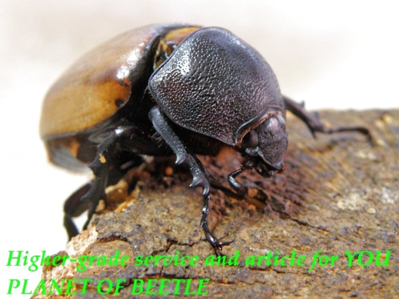 お届けする♀実物です。