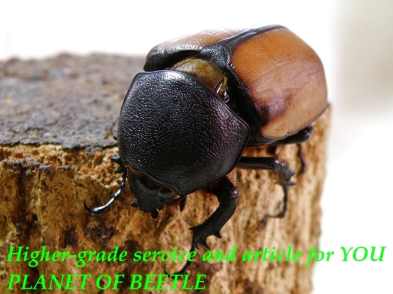 お届けする♀実物です。