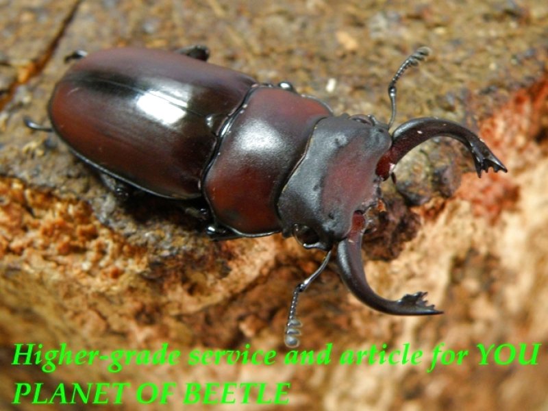 お届けする♂実物です。