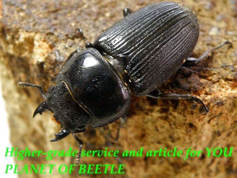 お届けする♀32mm実物です。