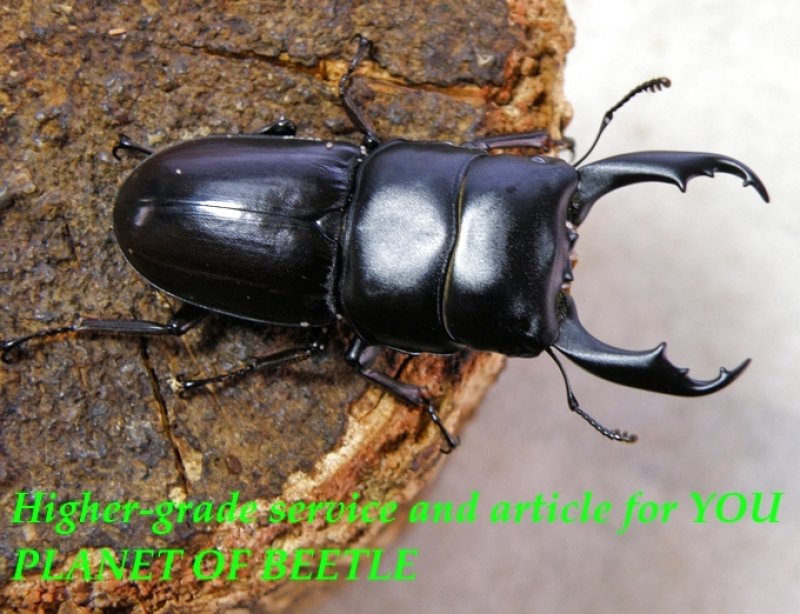 お届けする♂実物です。