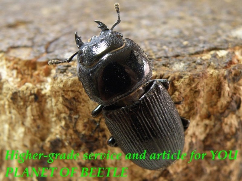 お届けする♀28mm実物です。