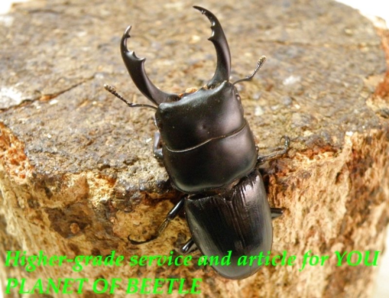 お届けする♂43mm実物です。