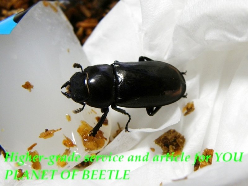 お届けする♀実物です。