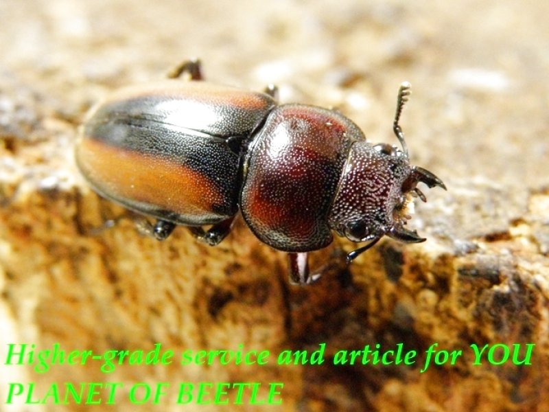 お届けする参考サービス♀です