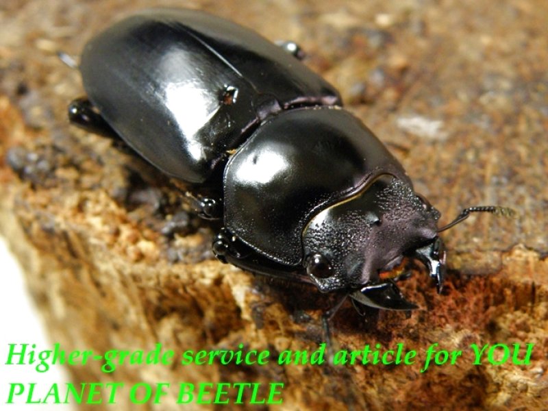 お届けする♀実物です。