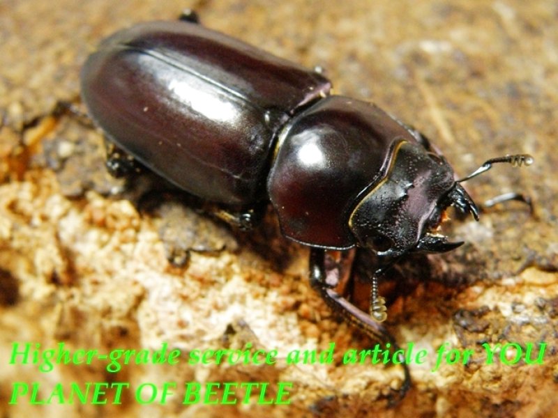 お届けする♀実物です。