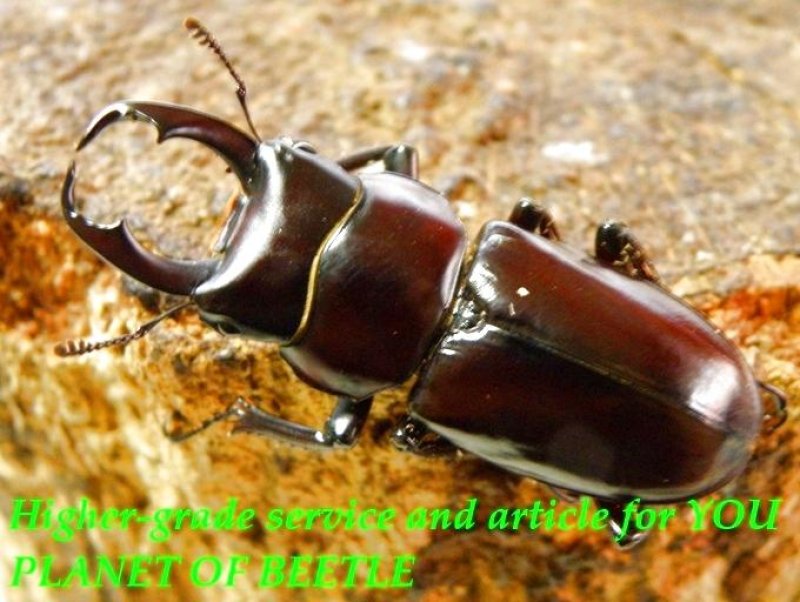 お届けする♂実物です。