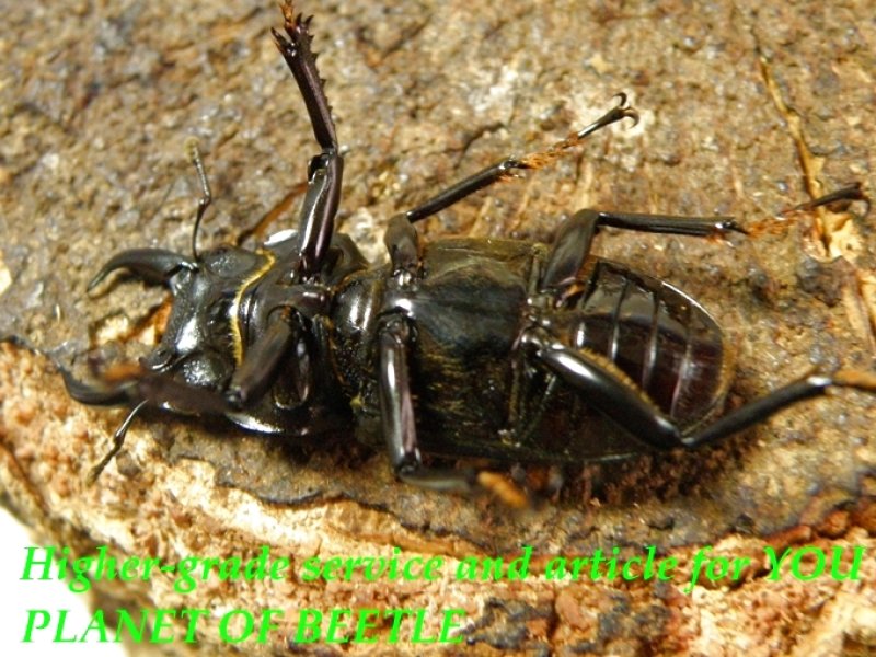 お届けする♂実物です。