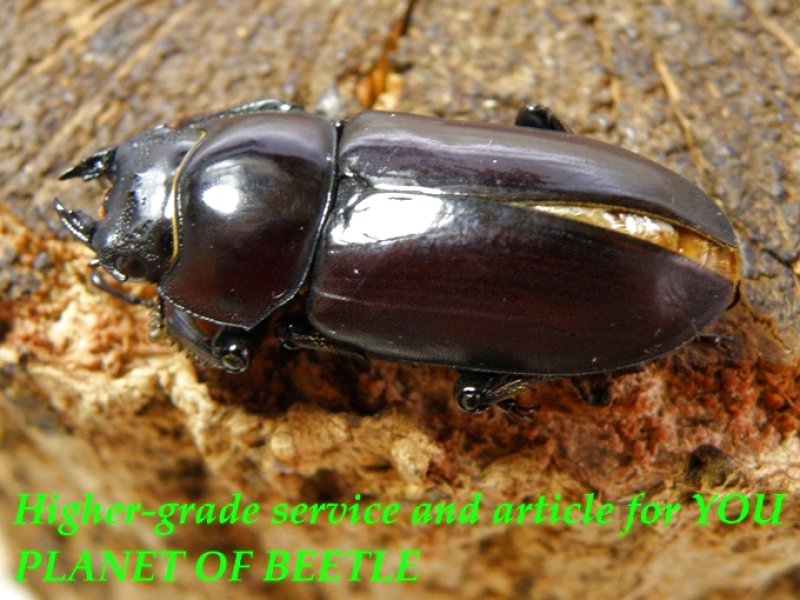 お届けする♀実物です。