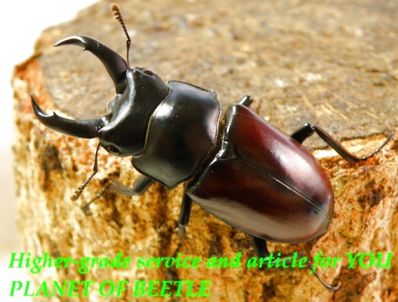 お届けする♂45mm実物です。