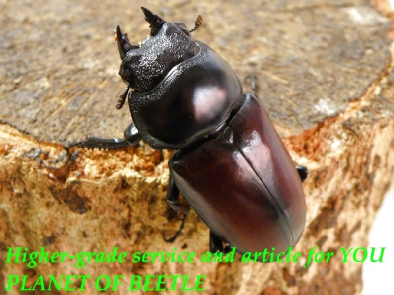 お届けする♀44mm実物です。