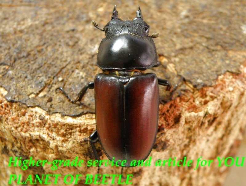 お届けする♀35mm実物です。