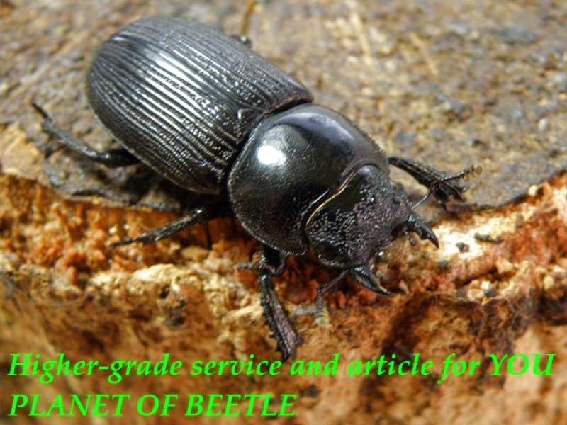 お届けするオマケ♀実物です。